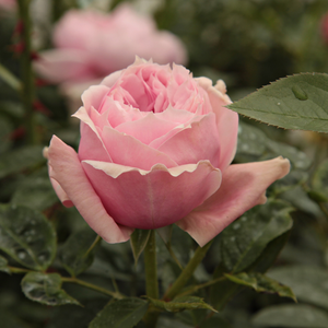 Róża nostalgii o wczesnym kwitnięciu i szczególnie silnym aromacie.